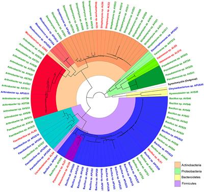 Soil Bacterial Communities From the Chilean Andean Highlands: Taxonomic Composition and Culturability